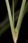 Asian spikesedge